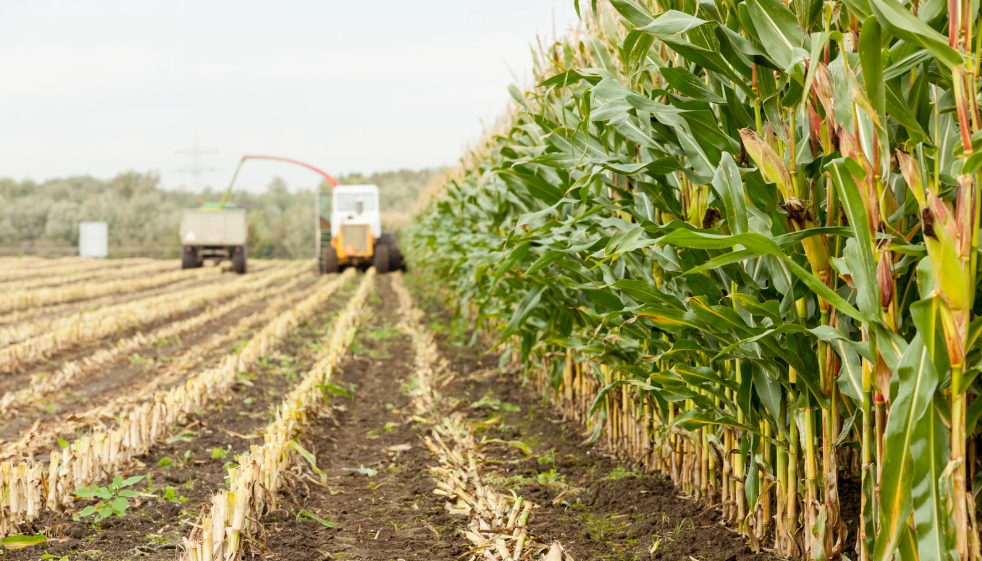 corn