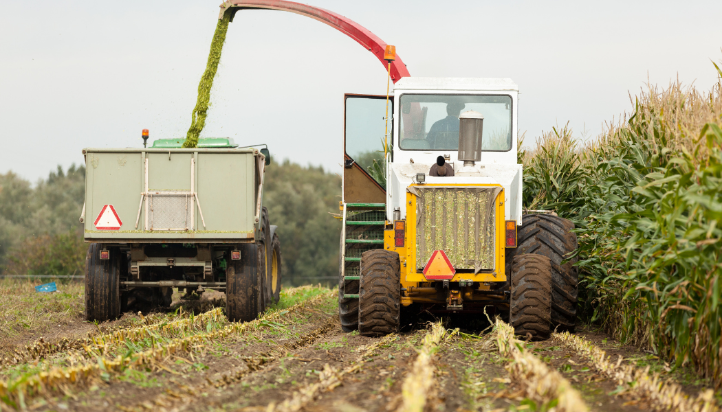 silage